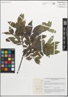 Foto von Salix myrsinifolia Salisb.